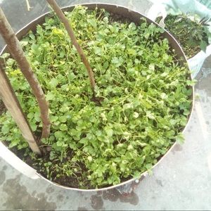 Meet your Posher, Salma